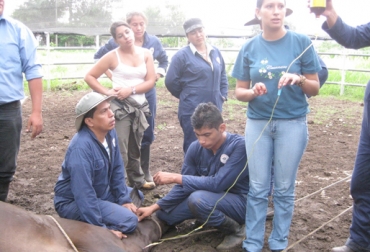 Los sueros o calcios solo se les pueden aplicar a los animales cuando los necesiten y si así lo recomendó un experto en la materia. Foto: reproduccion-bovina2010.blogspot.com aplicación de sueros a bovinos, aplicación de calcios a bovinos, manejo animal, Bienestar Animal, supervisón de un médico veterinario, CONtexto ganadero