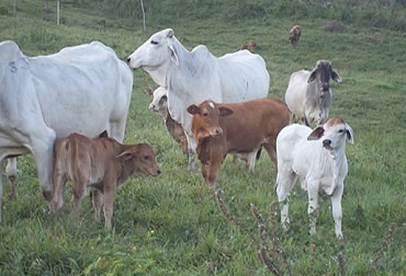 La crianza tradicional de terneros permite un mejor desarollo de la cría. Foto: jairoserrano.com Sistemas de cría de terneros, sistemas de crianza de terneros, sistema natural crianza, sistema vaca nodriza, sistema artificial crianza, ventajas y desventajas de sistemas de crianza, formas de criar terneros, aspectos sistemas de crianza terneros, CONtexto ganadero, ganaderos Colombia