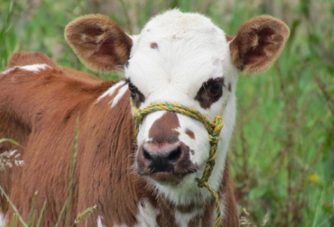 El desbotone de terneros reduce el dolor, el estrés, el daño en el tejido, el tiempo de recuperación, las complicaciones de manejo del animal y la necesidad de utilizar anestesia. Foto: Fedegán desbotone de ternero, topización por medio de calor, topización química, manejo animal, Bienestar Animal, reducción de dolor, Terneros, CONtexto ganadero