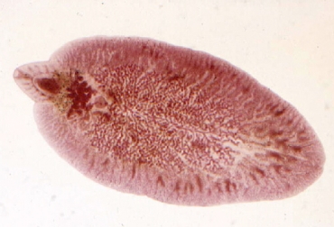 El parásito de la fasciola se aloja en el caracol y luego llega al bovino cuando este consume agua contaminada. Foto: parasitologianut.blogspot.com. fasciola hepática, distomatosis hepática o mariposa del hígado, enfermedades producidas por el invierno, enfermedades afectan a bovinos, tratamiento preventivo fasciola hepática, tratamiento curativo fasciola hepática, métodos para prevenir y tratar fasciola hepática, historia fasciola hepática Colombia, cambios climáticos, temperada de lluvias, sector ganadero, CONtexto ganadero, ganaderos Colombia