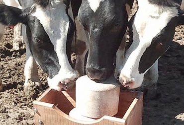 Los microminerales son igualmente importantes en la alimentación bovina. Foto: http://miguiaargentina.com.ar. Microminerales, minerales traza, selenio (Se), cobre (Cu), zinc (Zn), yodo (I), cobalto (Co), manganeso (Mn), hierro (Fe), suministrar microminerales, suministrar minerales traza, cómo suministrar minerales traza, Administración de minerales, sales minerales, sales mineralizadas, deficiencia de minerales traza, CONtexto ganadero, ganaderos Colombia