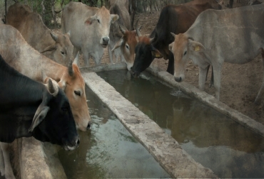 La mejor forma de suministrar el líquido a los semovientes es dejarles bebederos con el recurso y que cada uno consuma a voluntad. Foto: CONtexto ganadero. consumo de agua en bovinos, fuentes de agua en fincas, calidad del agua, ganadería sin agua, ganaderos de colombia, manejo del agua, CONtexto ganadero