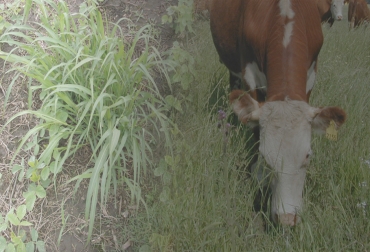 Algunas plantas que pueden ser consideradas malezas resultan útiles en otras condiciones o para otros usos, como para alimentar el ganado. Foto: CONtexto ganadero. malezas, buenazas, Desmanthus virgatus, Convolvulus arvensis, Melochia Parvifolia, Paspalum fasciculatum, Paspalum virgatum, valor nutricional, contenido de proteína, .contexto ganadero