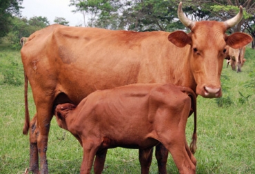 Pelo corto, la pigmentación, pliegues de la piel, entre otros aspectos se tienen en cuenta a la hora de evaluar a los semovientes. Foto: Universidad Nacional. hartón del valle, ganadería criolla, ganado criollo, criollo hartón del valle