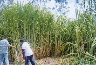 Para implementar variedades como el maralfalfa o cuba, hay que cumplir con ciertos requisitos. Foto: pastomaralfalfa.wordpress.com Sembrar pasto de corte, recomendaciones sembrar pasto de corte, cómo sembrar pasto de corte, tipos de pasto de corte, pasto gramafante, pasto maralfalfa, pasto cuba, propiedades de los pastos de corte, morfología plantas pasto de corte, siembra pasto de corte en Colombia, formas de siembra pasto de corte, CONtexto ganadero, ganaderos Colombia