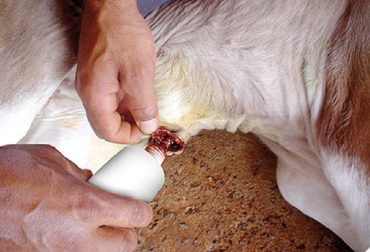 La reducción de enfermedades en terneros parte de la higiene a los ombligos. Foto: www.estanciasvh.com curación del ombligo del ternero, enfermedades que afectan terneros, infecciones que afectan terneros, manejo animal, Bienestar Animal, CONtexto ganadero