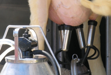 Adquirir equipos de ordeño le ayudará en el proceso de automatizar la actividad. Foto: morguefile.com. equipos de ordeño, ordeño mecánico, pezonera para vacas, función de los equipos, lechería especializada, tecnología ganadera, CONtexto ganadero
