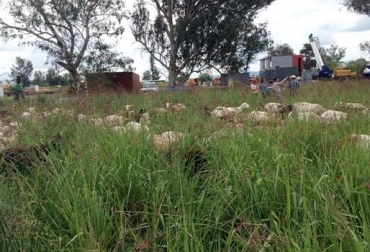Los pequeños rumiantes son más eficientes y rentables al estar bajo este sistema productivo. Foto: Granja Jesuralén en Facebook. pastoreo racional en ovinos