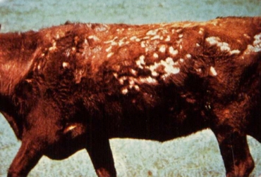La paraqueratosis produce la aparición de lesiones o heridas abiertas en la piel de los bovinos. Foto: temasdezootecnia.blogspot.com. Paraqueratosis, paraqueratosis en bovinos, enfermedades de la piel de los bovinos, Deficiencia de zinc provoca paraqueratosis, causas de la paraqueratosis, predisposición a la paraqueratosis, Piel de bovinos, Enfermedades de la piel de los rumiantes, Tratamientos para enfermedades de la piel en bovinos, micotoxinas, hongos, CONtexto ganadero, ganaderos Colombia