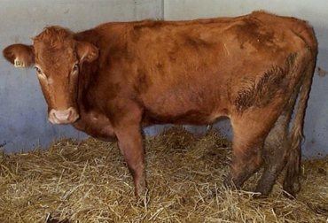 La paratuberculosis es conocida como la enfermedad “silenciosa”.. Foto: www.actualidadganadera.com. Paratuberculosis bovina, enfermedad bovina sin control oficial, enfermedad bovina, enfermedad silenciosa, diarrea en bovinos, adelgazamiento progresivo en bovinos, muerte en bovinos, CONtexto ganadero