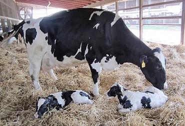 La preñez de mellizos puede surgir tanto por monta natural como por la utilización de los diferentes métodos de biotecnología. Foto: jairoserrano.com. mellizos bovinos, manejo de mellizos bovinos, Freemartin, hembra estéril, vaca de descarte, manejo animal, aborto en bovinos, CONtexto ganadero