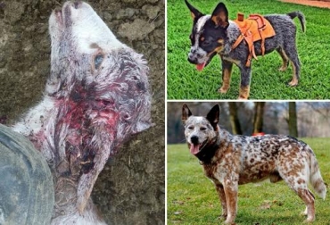 Combata la presencia de depredadores con perros especializados para la ganadería. Foto: Cortesía. perros ganadería