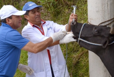 La desparasitación en bovinos solo se debe realizar si el animal lo requiere. Lo ideal es que el ganadero siempre solicite y cuente con la ayuda de un médico profesional para que este elija los productos que ayuden al hato y no afecten su estado de salud. Foto: somosdelmismobarro.blogspot.com desparasitar bovinos, control de parásitos en bovinos, plan sanitario en la finca, control animal, manejo animal, Salud Animal, médico veterinario, CONtexto ganadero