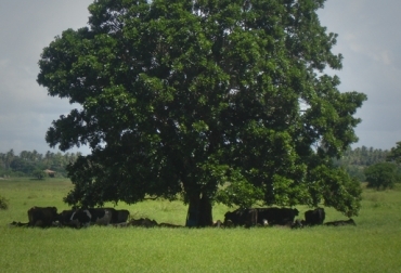 Para optimizar la producción de los bovinos, ya sea de carne o leche, estos deben estar en una zona de confort o de sombra. Foto: CONtexto Ganadero. optimización de la producción bovina, aumento de ganancia de peso, producción de leche y carne, zona de confort para bovina, áreas con árboles para bovinos, sombra para las vacas, CONtexto ganadero