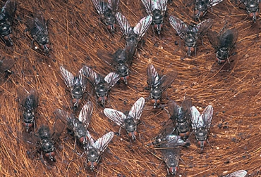 La mosca de los cuernos se puede evitar con insecticidas y manejo inadecuado del estiércol. Foto: www.agroveterinariarivoira.com. Control mosca de los cuernos, mosca de los cuernos, estrategias de control de plagas, control de moscas, control integral biológico, estrategias control mosca de los cuernos, presencia artróprodos, formas de eliminar mosca de los cuernos, afectaciones mosca de los cuernos, CONtexto ganadero, ganaderos Colombia