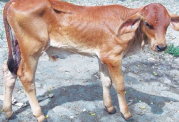 La peste boba es una afección que se produce por el deficiente manejo de las crías de pocos días de nacidas. Foto: www.actualidadganadera.com peste boba en terneros, neumoenteritis en terneros, enfermedades que afectan a terneros, enfermedades respiratorias en terneros, manejo animal, . vacuna contra la peste boba, médico veterinario, CONtexto ganadero