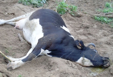 La parálisis puerperal puede evitarse con el apoyo del encargado de los animales o de un médico veterinario quien será el encargado de asistir y atender a la vaca durante el parto. Foto: rfernandezbarrueco.blogspot.com parálisis puerperal en bovinos, parálisis en la parte trasera de la vacas, hipocalcemica, partos difíciles, vaca caída, vaca echada. manejo animal, médico veterinario, CONtexto ganadero