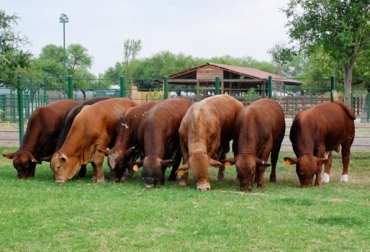 Expertos aseguran que no necesariamente entre más grande sea el animal, mayor será su productividad y eficiencia. Foto: generalidadesdelaganaderiabovina.blogspot.com tamaño del bovino, productividad bovina, eficiencia bovina, consumo de alimento, mejoramiento genético, manejo animal, producción de leche, producción de carne, CONtexto ganadero