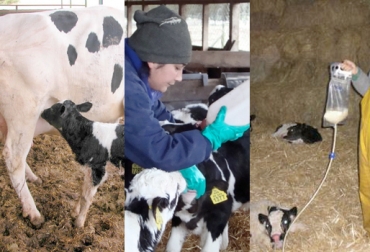 Los terneros puede consumir calostro directamente de la madre, a través de un biberón o por medio de una sonda esofágica. Foto: www.delaval.es / www.elmercurio.com / haciendatv.com. Calostro, Suministro calostro, mejor forma suministro calostro, propiedades nutricionales del calostro, formas de suministrar calostro, cuidado de los terneros, cuidado de las crías, suministro calostro forma natural, suministro calostro forma manual, Inmunoglobulinas, IgG, manejo del calostro, manejo calostro en Colombia, CONtexto ganadero, ganaderos Colombia