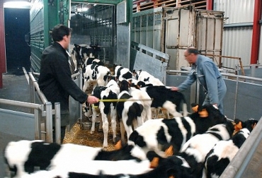 Para que los terneros puedan ser transportados deben tener al menos 5 días de vida y encontrarse en excelentes condiciones de salud. Foto: forum.actuanimaux.com transporte de terneros, terneros destetos, bienestar animales, Salud Animal, manejo animal, CONtexto ganadero