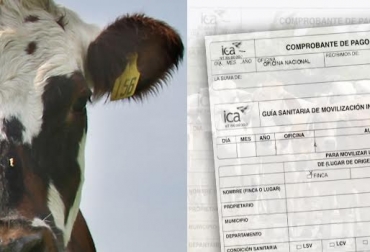 La tercerización mejorará ambos trámites y evitará que los ganaderos pasen horas en una oficina del ICA. Foto: CONtexto ganadero. guías, Guías de Movilización, guías de movilización animal, ICA, ica colombia, Trazabilidad, Identifica, identificación de bovinos