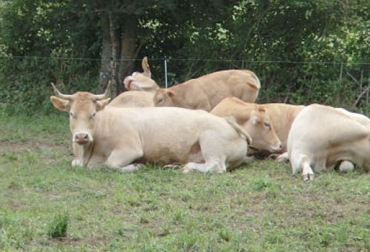 El sueño y el confort de las vacas es importante para tener una buena producción de leche. Foto: mespanolp.blogia.com. Sueño en vacas, sueño de las vacas, confort en las vacas, ordeño de las vacas, permitir sueño ayuda lactogénesis, vacas necesitan sueño, estrés en bovinos, rutinas de ordeño, comportamiento de las vacas, horario de ordeño, estrés en vacas, bienestar animal, CONtexto ganadero, ganaderos Colombia