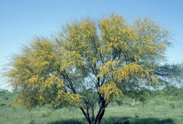 El árbol es una gran alternativa para alimentar a los semovientes. Sus semillas y hojas tienen otros usos en producción equina y culinaria. Foto: palmeto.com.mx. Aromo, árboles forrajeros, árboles silvopastoriles, Ganadería Sostenible, propiedades del aromo, Acasia farnesiana, árboles ganadería, bondades de la acasia farnesiana, CONtexto ganadero, árboles para el ganado, ganadería colombia