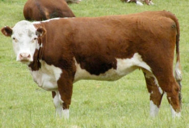 En algunos casos cuando un bovino tiene dificultad para defecar se puede resolver mediante ajustes en la alimentación, en otros, puede llegar a ser necesaria la extracción manual de la materia. Foto: taringa.net obstrucción en el tránsito intestinal, dificultad para defecar en bovinos, manejo animal. salud animal, CONtexto ganadero