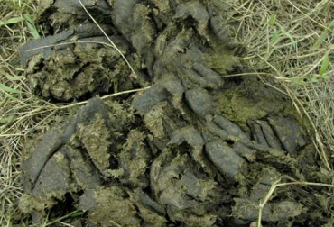El estiércol fresco de las vacas es un ingrediente esencial para preparar el biofertilizante. Foto: www.ne.jp. Biofertilizantes, preparación de biofertilizantes, cómo preparar biofertilizante, receta biofertilizante, acondicionadores orgánicos suelos, fertilizantes del suelo, correcciones o enmiendas en el suelo, balance de nutrientes del suelo, pastos para el ganado, elaboración de biofertilizantes, CONtexto ganadero, ganaderos Colombia