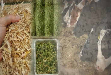 Con estas 3 fórmulas, los ganaderos pueden determinar la cantidad de materia seca que necesitan sus bovinos. Foto: CONtexto ganadero Cálculo materia seca, cálculo materia seca ganado, fórmulas suministro materia seca al ganado, fórmulas materia seca al ganado, suministro materia seca ganado, consumo materia seca ganado bovino, CONtexto ganadero, ganaderos colombia