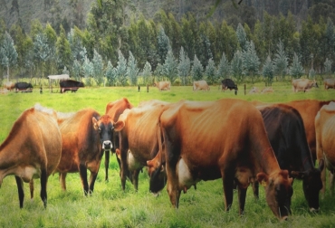 El ganadero debe prestar atención a las causas que pueden provocar infertilidad en vacas. Foto: CONtexto ganadero. Infertilidad bovinos, causas infertilidad bovinos, problemas reproductivos en bovinos, infertilidad vacas, causas infertilidad vacas, causas anatómicas infertilidad bovina, causas ambientales infertilidad bovina, CONtexto ganadero, ganaderos Colombia