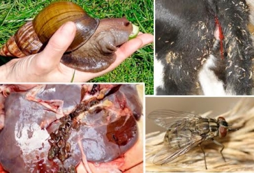 Caracol africano, coccidia, fasciola o la mosca de establo, son algunos de los insectos que pueden aparecer por cuenta de las lluvias. Foto: cronicadelquindio.com / laboratoriosprovet.com / perulactea.com / novagrocr.com. plagas, insectos, insectos en inviernos, parásitos en invierno, parásitos que afectan al ganado, insectos que afectan al ganado bovino, parásitos gastrointestinales en bovinos, coccidia en bovinos, fasciola en bovinos, caracol gigante africano, mosca de establo, ganadería, ganadería colombia, contexto ganadero