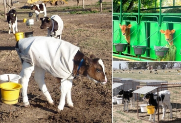 Es importante empezar a cambiar los parámetros sobre la manera en la que deben vivir los animales, en especial los más jóvenes, al buscar y habilitar espacios e instalaciones adecuadas. Foto: http://www.diariocastellanos.net - http://armandoplata.blogspot.com.co - http://www.ciale.com instalaciones para la cría de terneros, crianza de terneros, sala cunas para terneros, jaulas móviles para ternero, crianza de ternero en estaca, manejo animal, sanidad animal, CONtexto ganadero