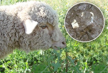 No rotar las praderas de forma correcta facilita el contagio de parásitos. Foto: agromeat.com / portalveterinaria.com.. parásitos, parásitos en ovinos, parásitos en ovejas, especies menores, pequeños rumiantes, larvas en ovinos, Haemonchus contortus, Strongyloides papillosus, rotación de praderas en ovinos, ganadería ovino, piojos en ovinos, phd raúl velásquez, carlos barragán mv, contexto ganadero, ganadería colombia