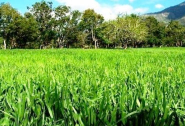 El Mulato II es un pasto mejorado que se ha empleado en Colombia para mejorar ganancias de peso y producción de leche. Foto: perulactea.com pasto Mulato II, Centro Internacional de Agricultura Tropical, CIAT, forrajes híbridos, forrajes que contribuyen a mitigar el cambio climático, contenido de proteína cruda, propiedades pasto Mulato II, forraje Mulato II, gramínea Mulato II, propiedades nutricionales Mulato II, formas de suministrar el pasto Mulato II al ganado, ventajas del Mulato II, problemas del Mulato II, parámetros productivos del Mulato II, CONtexto ganadero, ganaderos colombia
