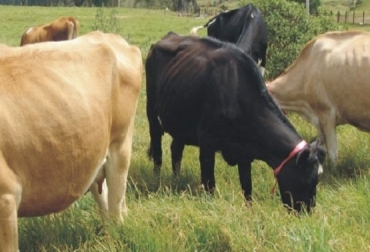 Es vital que el productor tenga claro el peso al que desea llevar sus animales para a partir de allí plantear la estrategia. Foto: bmeditores.mx. engorde de vacas, ganado racional, engorde de bovinos en pastoreo, Ganadería, ganadería colombia, Gabriel Serrano Díaz, estrategias para engordar vacas, pastoreo, pastoreo racional voisin, ganadería sostenible