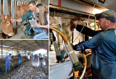 No usar equipos de protección o tener instalaciones inadecuadas son algunas normas de seguridad que el ganadero no cumple. Foto: www.perulactea.com - www.cofemacaqueta.com.co - www.registro.unesp.br Uso adecuado de equipos, manipulación de residuos sólidos, mantenimiento de las instalaciones, manejo de los animales, control sanitario, Seguridad y salud laboral en el sector ganadero, riesgos laborales en la actividad pecuaria, prevención de riesgos laborales en el sector ganadero, Decreto 1072 Ministerio de Trabajo, Lesiones laborales causadas por la actividad ganadera, normas que no cumplen ganaderos, CONtexto ganadero, ganaderos colombia