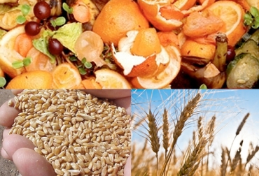 Las cáscaras de frutas o los residuos de cultivos como trigo o cebada se pueden ofrecer al ganado. Foto: http://www.tiemporojas.com - http://pichincha.quebarato.com.ec - www.ecoticias.com Elección de subproductos ganado bovino, subproductos alimentación bovina, suplementación bovina, suplementación con subproductos, requerimientos nutricionales ganado bovino, contenido nutricional subproductos ganado bovino, recomendaciones elegir subproductos para alimentación de ganado bovino, tipos de subproductos para alimentar al ganado, CONtexto ganadero, ganaderos Colombia