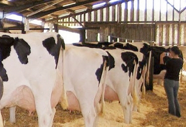 Expertos aseguran que con la tasa de preñez se puede evaluar qué tan eficiente se está siendo para preñar las vacas en cada ciclo reproductivo (que dura 21 días). Foto: bmeditores.mx Reproducción Bovina, tasa de preñez en bovinos, tasa de servicio en bovinos, tasa de concepción en bovinos, detección de celo, manejo animal, días abierto en ganadería, CONtexto ganadero