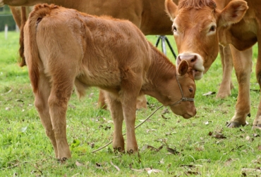 Durante los primeros días de vida no se recomienda darle ningún tipo de forraje a los terneros. Foto: Fedegan.org.co alimentación de los terneros, consumo del calostro, cuidados para los terneros, consumo de leche de los terneros, consumo de pasto de los terneros, manejo animal, CONtexto ganadero