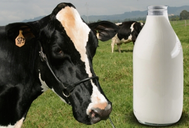 La trazabilidad bovina en ganado de leche es deber de todos los ganaderos. Foto: CONtexto ganadero. trazabilidad bovina, trazabilidad bovina colombia, trazabilidad bovina noticias, trazabilidad bovina ica colombia, trazabilidad bovina fedegán, trazabilidad bovina ica avances, trazabilidad bovina ganado lechero, trazabilidad bovina requisitos, trazabilidad sector lechero, trazabilidad ganado leche, CONtexto ganadero, ganaderos Colombia