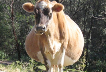 El pródromo son aquellos síntomas que anuncian que el alumbramiento de la vaca se aproxima. Foto: www.tronya.co síntomas cercanos al parto de la vaca, etapas del parto de la vaca, manejo animal, contracciones en vacas, diltaciñon en vacas, médico veterinario, manejo del ternero, CONtexto ganadero