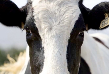 Los bovinos dependen en gran medida de su visión, son sensibles a la luz, al ruido y son muy perceptivos, de allí la necesidad de conocer su compartamiento y darles un buen manejo. Foto: https://www.taringa.net conducta animal de los bovinos, comportamiento de los bovinos, manejo animal, etología animal, visión bovina, buenas prácticas de manejo animal. CONtexto ganadero
