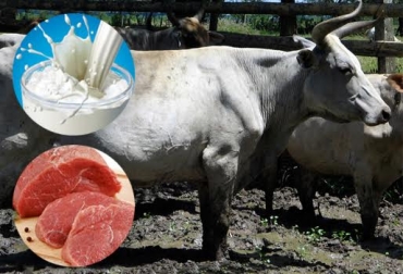 El semoviente tiene grandes características que pueden ser aprovechadas en los cruces. Foto: Fedegán. ganado criollo, ganado criollo casanareño, bondades criollo casanareño, cualidades ganado criollo, cualidades ganado criollo casanareño, cría ganado casanareño, cruce casanareño x cebú, cruces cebuínos, marino valderrama, arcesio salamanca, contexto ganadero, ganadería colombia