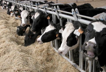 Lo más importante en la producción de ganado de engorde es el cuidado que se tenga de la alimentación. Foto: economiaytecnologiaentrujillo.blogspot.com. dieta del ganado de engorde, alimentación del ganado de engorde, suplementación del ganado de engorde, manejo del ganado de ceba, alimentación bovina, CONtexto ganadero