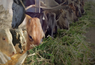 De una buena ingesta de forrajes dependerá el peso del animal y la rentabilidad del hato. Foto: alltechspain.blogspot.com - itapuanoticias.tv - www.panorama.com.ve ración de comida del ganado, mantenimiento del animal, nutrientes de producción, alimentación bovino, manejo animal, CONtexto ganadero