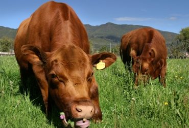 La nutrición de precisión consiste en conocer muy bien el forraje del predio, cuáles son los requerimientos nutricionales de los animales y qué tanto se están cubriendo con lo que hay en la explotación. Foto: fedegan.org.co nutrición bovina, nutrición de precisión para el ganado, alimentación bovina, requerimientos nutricionales de los bovinos, forraje de la finca, conocimiento del pasto, manejo animal. dieta bovina, CONtexto ganadero
