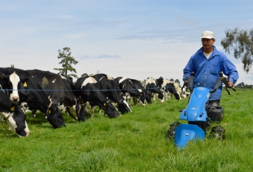 El pastoreo inteligente Java fue desarrollado por Jaime Aristázabal Vallejo. Foto: Flickr. Pastoreo inteligente, pastoreo java, pastoreo Jaime aristizábal vallejo, pastoreo por franjas, manejo de pasturas, pastoreo inteligente java, pastoreo java fedegán, pastoreo java artículo, pastoreo java manipulación, CONtexto ganadero, ganaderos Colombia