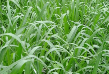 Brachiarias y sus variedades como brizantha o humidícola, han sido variedades implementadas por los productores colombianos. Foto: simbrahsimmental.com. pasturas mejoradas, pastos mejorados en colombia, uso de pastos mejorados en ganadería, ganadería colombia, ganadería sostenible, ganadería colombia, ciat, pasturas mejoradas ciat, adrián burkart, john freddy gutiérrez, contexto ganadero, ganadería colombiana sostenible