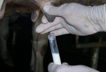 La prueba MUN o Nitrógeno Ureico en Leche es un método de vigilancia de la salud nutricional del hato. Foto: http://cienciaveterinaria.com. Prueba MUN bovinos, medición MUN, prueba MUN leche, Nitrógeno Ureico en Leche, Milk Urea Nitrogen, prueba MUN ganaderías especializadas, importancia prueba MUN, medición BUN, Blood Urea Nitrogen, Nitrógeno Ureico en Sangre, dieta balanceada bovinos, dieta bovinos, CONtexto ganadero, ganaderos Colombia